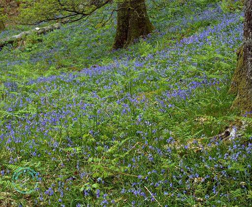Bluebell Wood 8T33D-09.JPG